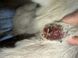 IMG_2057.jpeg