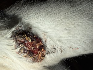 IMG_2205.jpeg