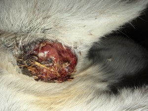 IMG_2286.jpeg