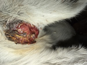 IMG_2285.jpeg