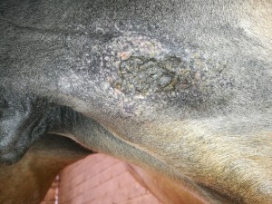 IMG_20190702_171648.jpg (180.72 KiB) 5142 mal betrachtet 02.07.19