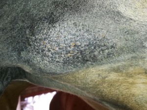 IMG_20190706_145144.jpg (164.91 KiB) 5142 mal betrachtet 06.07.19