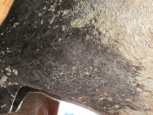 IMG_20190710_202444.jpg (188.72 KiB) 5142 mal betrachtet 10.07.19