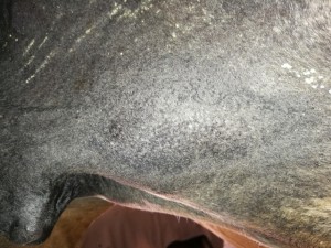 IMG_20190721_103317.jpg (166.1 KiB) 5142 mal betrachtet 21.07.19