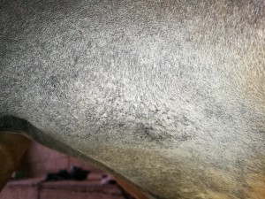 IMG_20190803_142138.jpg (178.63 KiB) 5108 mal betrachtet 03.08.19