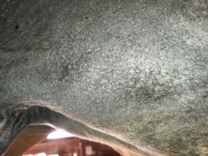 IMG_20190722_081249.jpg (163.5 KiB) 5108 mal betrachtet 22.07.19