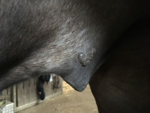 0BD1F919-F936-459B-916F-227CD87110A1.jpeg (2.34 MiB) 7747 mal betrachtet Dezember 2016<br />Dezember 2016