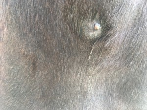 Brust August 2019