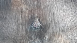 1. Sarkoid 10.2017.jpg (1.26 MiB) 1053 mal betrachtet 1. Sarkoid 10.2017.jpg