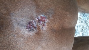 Brust ES nach Anfang CompX.jpg (2.26 MiB) 1053 mal betrachtet Brust ES nach Anfang CompX.jpg