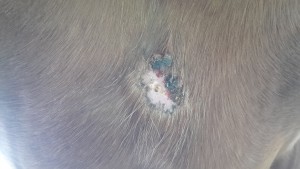 Brust ES kurz nach schmierbeginn CompX.jpg (1.69 MiB) 1028 mal betrachtet Brust ES kurz nach schmierbeginn CompX.jpg