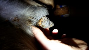 Schlauch ES kurz vor abfallen 11.2018.jpg (1.21 MiB) 1053 mal betrachtet Schlauch ES kurz vor abfallen 11.2018.jpg