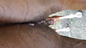 ES zwischen Beinen kurz vor abfallen.jpg (2.18 MiB) 1028 mal betrachtet ES zwischen Beinen kurz vor abfallen.jpg