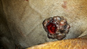 ES 09.2019 Flanke.jpg (3.04 MiB) 1053 mal betrachtet ES 09.2019 Flanke.jpg