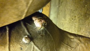 ES zwischen beinen 11.09.19.jpg (1.76 MiB) 1028 mal betrachtet ES zwischen beinen 11.09.19.jpg