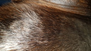 20191129_161541.jpg (7.43 MiB) 5568 mal betrachtet Gurtlage - Suchbild mit Sarkoid :-)