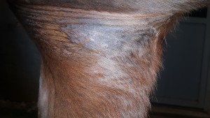 20191207_Achsel.jpg (7.31 MiB) 5963 mal betrachtet Achsel