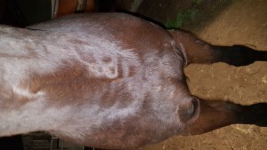 20191207_Brust.jpg (6.39 MiB) 5963 mal betrachtet Brust - leicht verwackelt, aber geht ja nur um den Eindruck