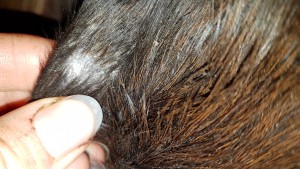 20191207_Gurtlage.jpg (6.93 MiB) 5963 mal betrachtet Gurtlage - inkl. dreckiger Kraul-Finger