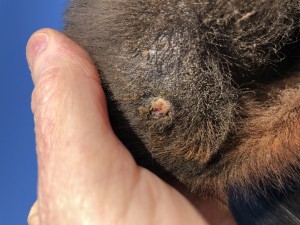 wZ83AdOpST6%1BKZJQuoaA.jpg (2.9 MiB) 5703 mal betrachtet 26.03.20