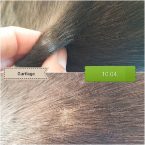 20200410_163802.jpg (2.15 MiB) 5611 mal betrachtet Gurtlage