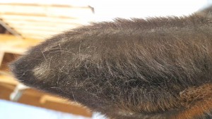 20200410_091547_capture(2).jpg (1.19 MiB) 5611 mal betrachtet Ohr