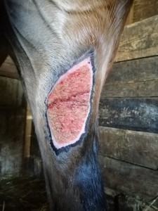 IMG_20200415_173201.jpg (2.46 MiB) 3676 mal betrachtet Ein traumhafter Wundrand :)