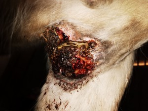 Bild 12.jpg (2.77 MiB) 2865 mal betrachtet Bild 12