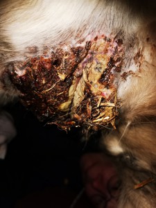 Bild 13.jpg (2.78 MiB) 2865 mal betrachtet Bild 13