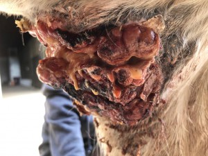 IMG-20200502-WA0001.jpg (118.43 KiB) 3137 mal betrachtet 7 Tage pause