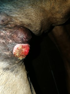 IMG_20190804_172304.jpg (2.35 MiB) 3137 mal betrachtet Geschwür abgegallen