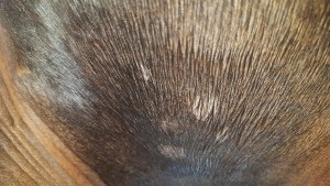 Gurtlage_aktuell.jpg (1.77 MiB) 5223 mal betrachtet Gurtlage