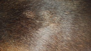 Gurtlage_aktuell1.jpg (2.15 MiB) 5223 mal betrachtet Gurtlage