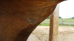 Achsel.jpg (1.38 MiB) 5223 mal betrachtet Achsel