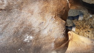 3erpack.jpg (2.07 MiB) 5223 mal betrachtet 3er-Pack