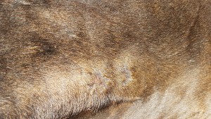 Brustnaht.jpg (2.32 MiB) 5223 mal betrachtet Brustnaht