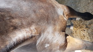 Brust.jpg (2.25 MiB) 5223 mal betrachtet Brust gesamt