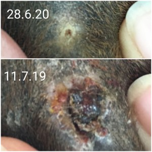 20200628_210316.jpg (1.29 MiB) 3404 mal betrachtet Entwicklung im letzten Jahr