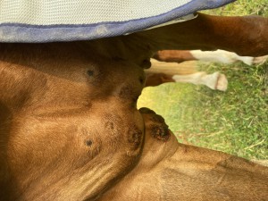 14.07.20 Sarkoid Brust und Achsel nach 5 / 3  Tagen schmieren