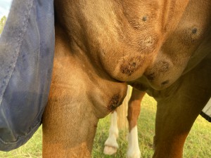 14.07.20 Sarkoid Brust und Achsel nach 5 / 3 Tagen schmieren