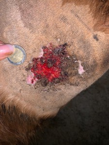 17.12.2020.jpeg (444.66 KiB) 1672 mal betrachtet 17.12.2020 - Nach 23 Tagen COMPX - 6. Tag Schmierpause