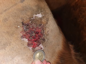 20201218_185030.jpg (8.19 MiB) 1659 mal betrachtet 18.12.2020 - nach 24 Tagen COMPX - 7 Tage Schmierpause