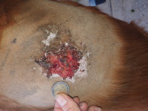 20201220_140836.jpg (9.55 MiB) 1644 mal betrachtet 20.12.2020 - nach 26 Tagen COMPX - 9 Tage Schmierpause