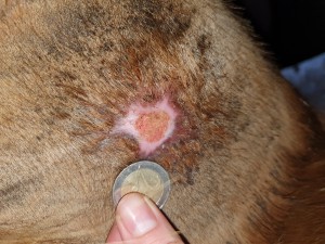 20210112_122600.jpg (9.04 MiB) 1703 mal betrachtet 12.01.2021 - 49 Tage COMPX - 32 Tage Schmierpause