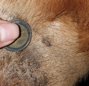 20210112_155156.jpg (1.36 MiB) 1712 mal betrachtet Kleine Stelle nach 2. Tag COMPX 1:2