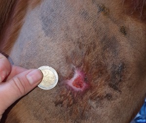 20210115_102952.jpg (2.14 MiB) 2104 mal betrachtet 14.01.2021 - 51 Tage COMPX - 34 Tage Schmierpause