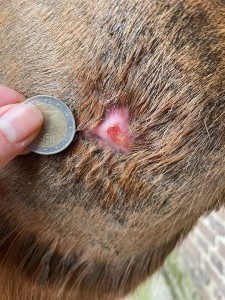 IMG-20210123-WA0013.jpg (431.01 KiB) 1896 mal betrachtet 22.01.2021 - 60 Tage COMPX - 43 Tage Schmierpause