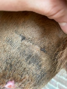 IMG-20210123-WA0011.jpg (371.96 KiB) 1796 mal betrachtet 2. Tag COMPX 1:1