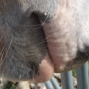 Papillom oder Sarkoid?