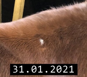 Sarkoid Hals-2021-01-31.jpg